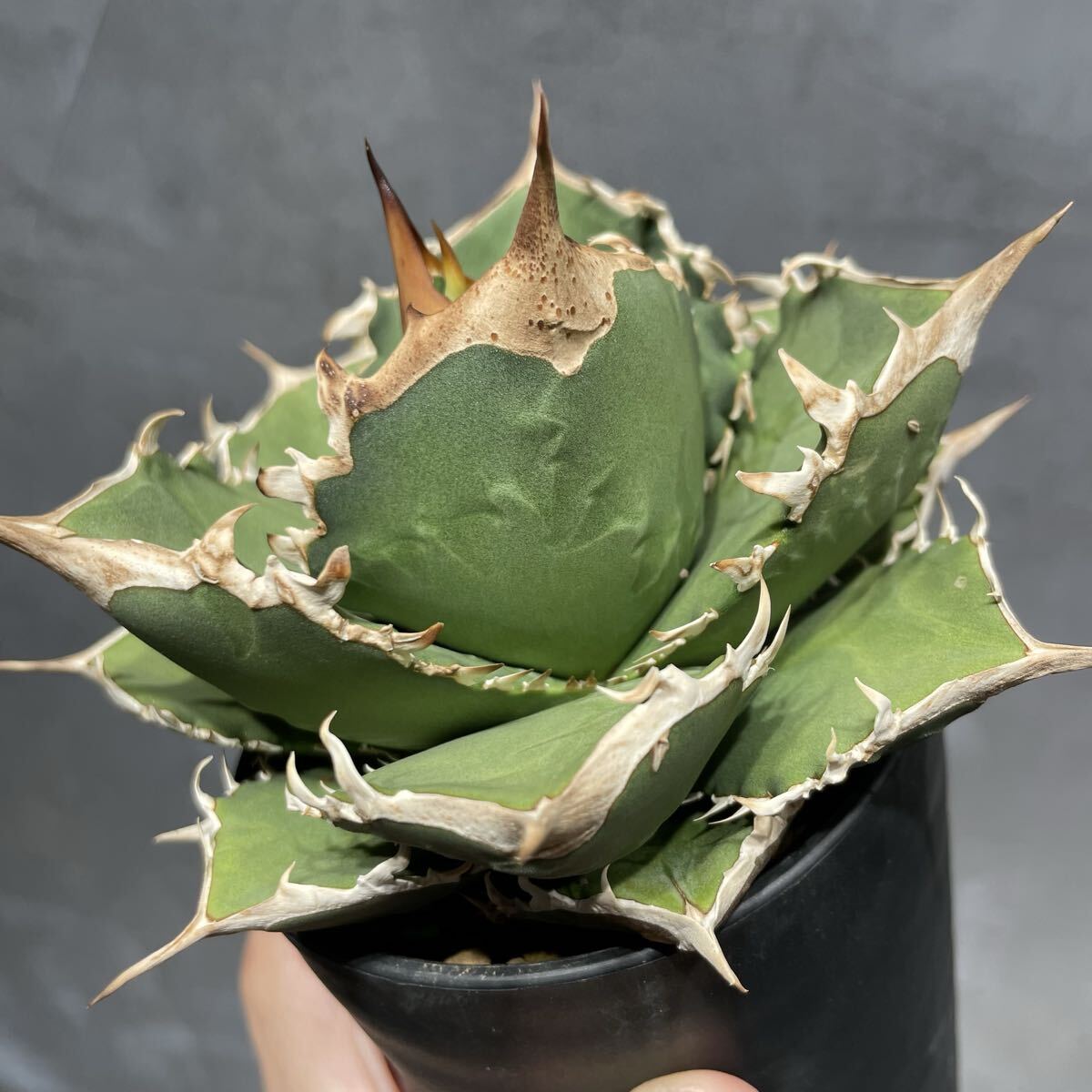 2025年最新】Yahoo!オークション -アガベ チタノタ(花、園芸)の