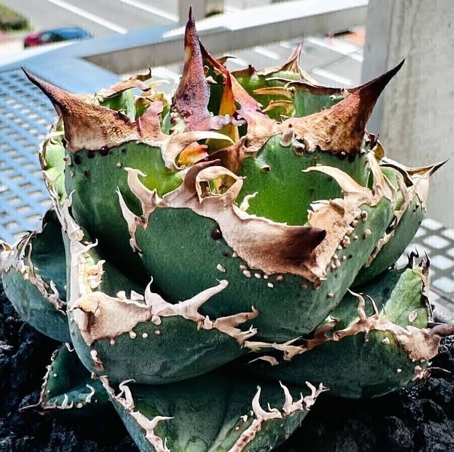 Yahoo!オークション -「アガベ ハイブリッド」の落札相場・落札価格