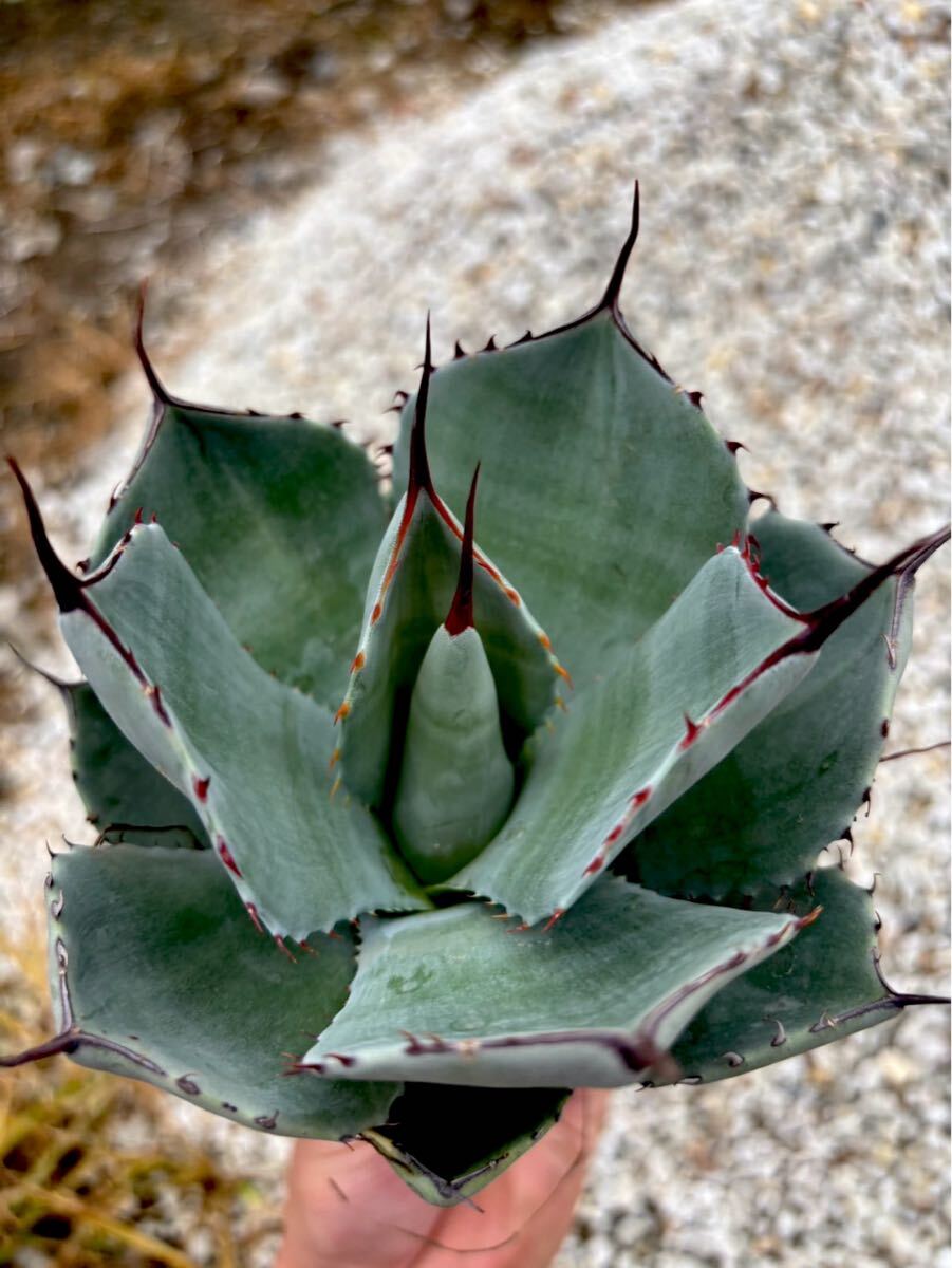 本日限定　破格　選抜株　最終　[引き取り可能]　パリートランカータ　パリー 本日限定 破格 選抜株 最終 [引き取り可能] パリートランカータ