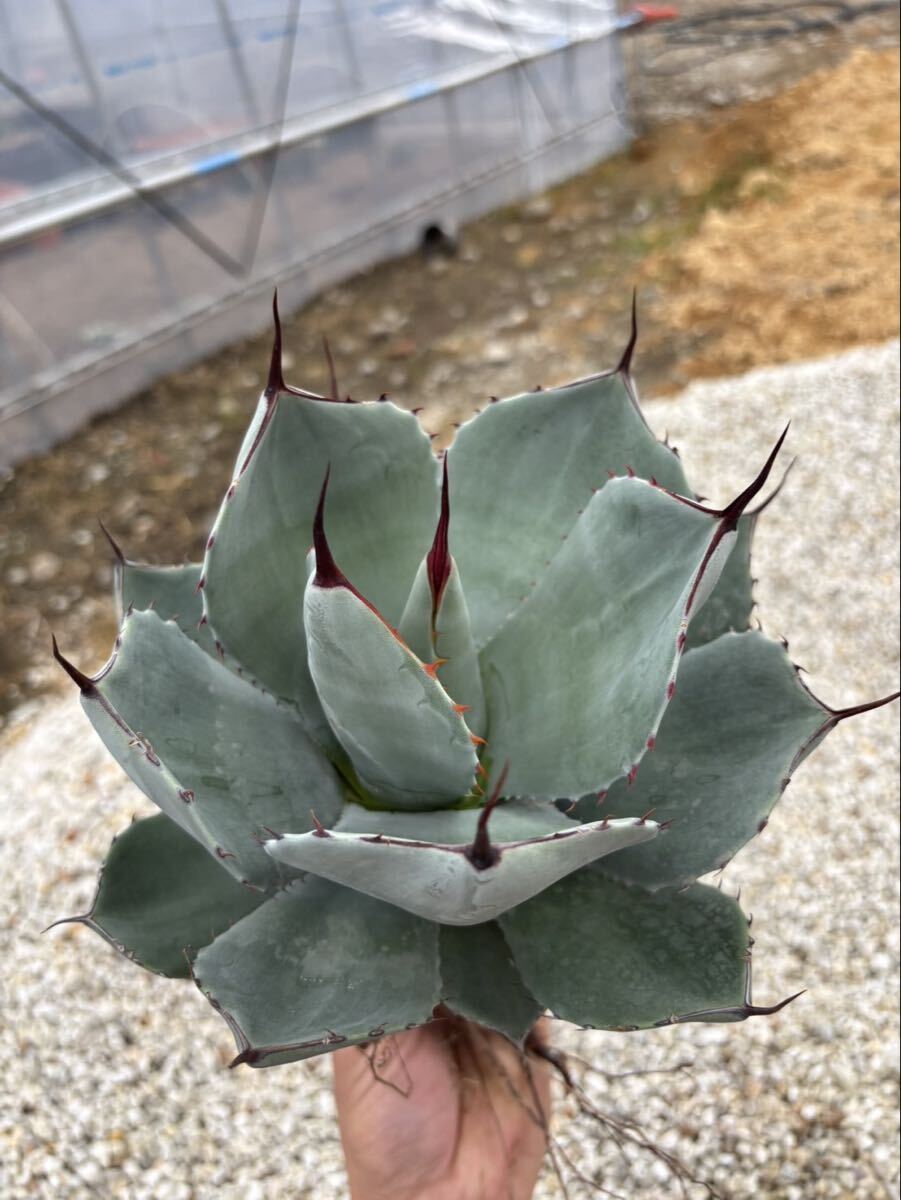 Yahoo!オークション -「アガベ パリー トランカータ」の落札相場