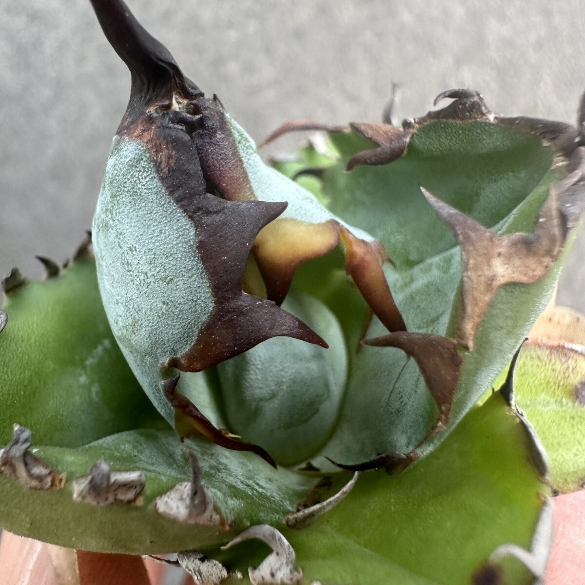 y123アガベ チタノタ オアハカ実生 ☆超強鋸歯選抜株☆ 超期待 大きい株 2025年最新】Yahoo!オークション -オアハカ 実生の中古品・新品