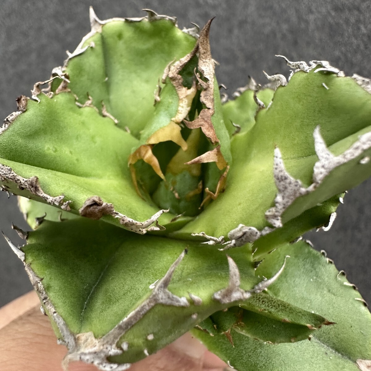 Yahoo!オークション -「実生 チタノタ」の落札相場・落札価格