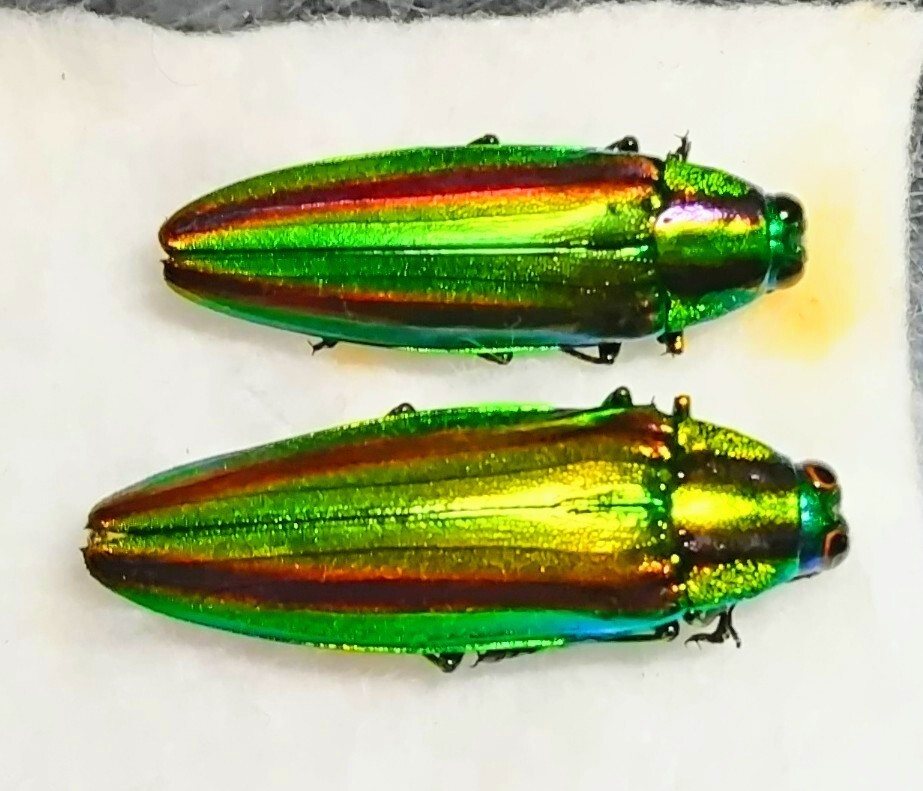 Yahoo!オークション -「ヤマトタマムシ 標本」の落札相場・落札価格