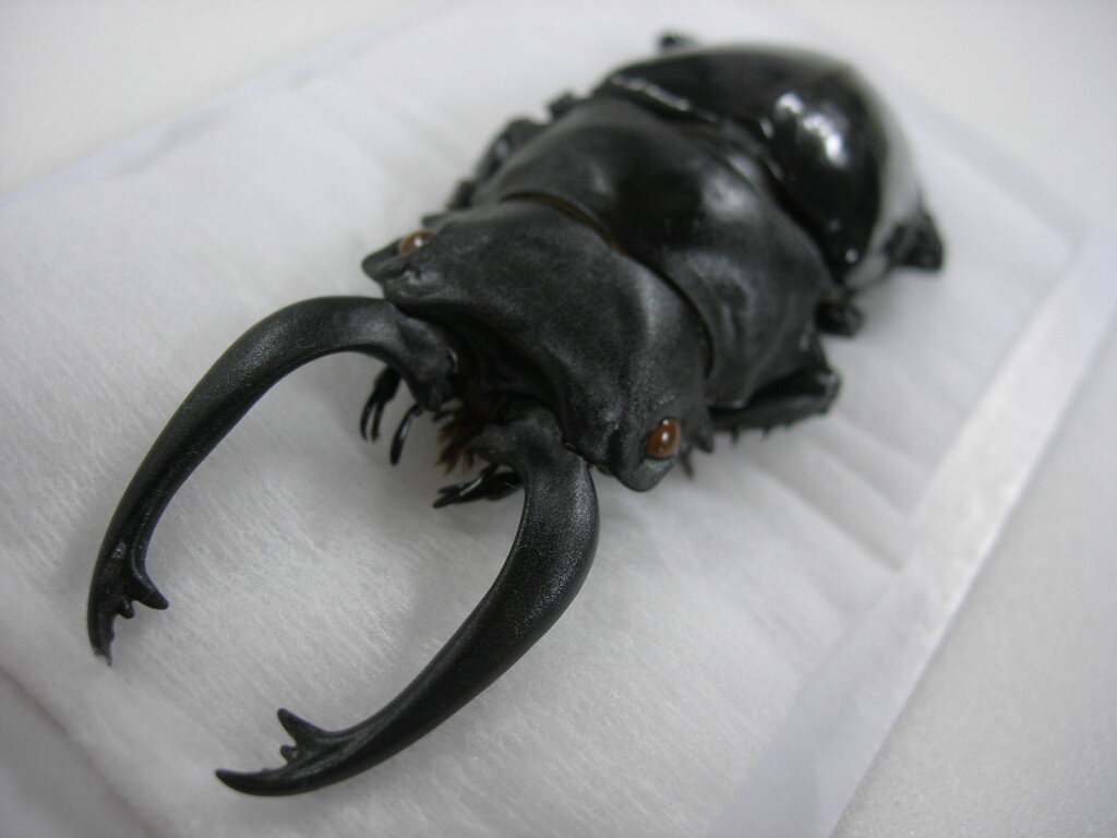 中古◆昆虫標本 クワガタムシ カミキリ 他 ミヤマ オキナワノコギリ ツシマヒラタ コウヅノコギリ ヤクスジ ヒメオオクワガタ 他◆87k 2025年最新Yahoo!オークション -クワガタ 標本(アンティーク