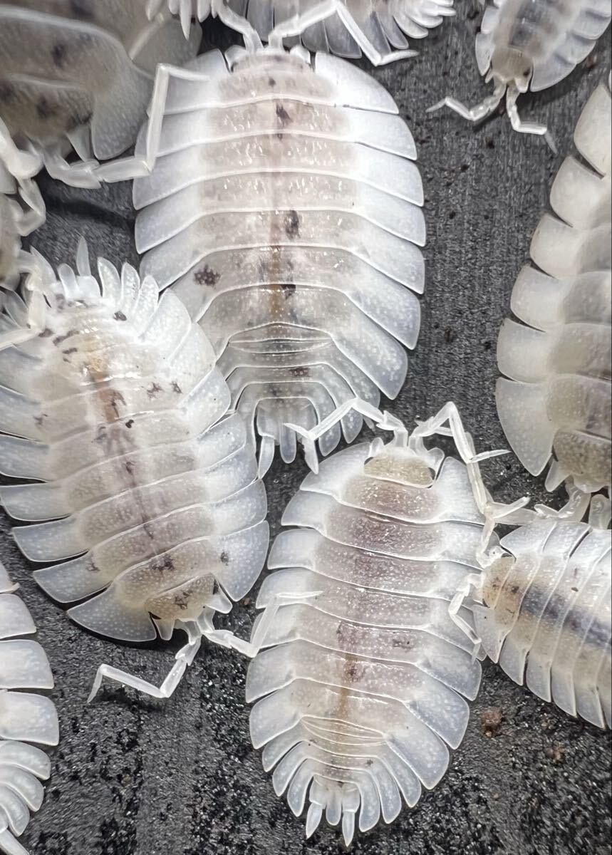 Yahoo!オークション -「ダンゴムシ」(その他) (虫類)の落札相場