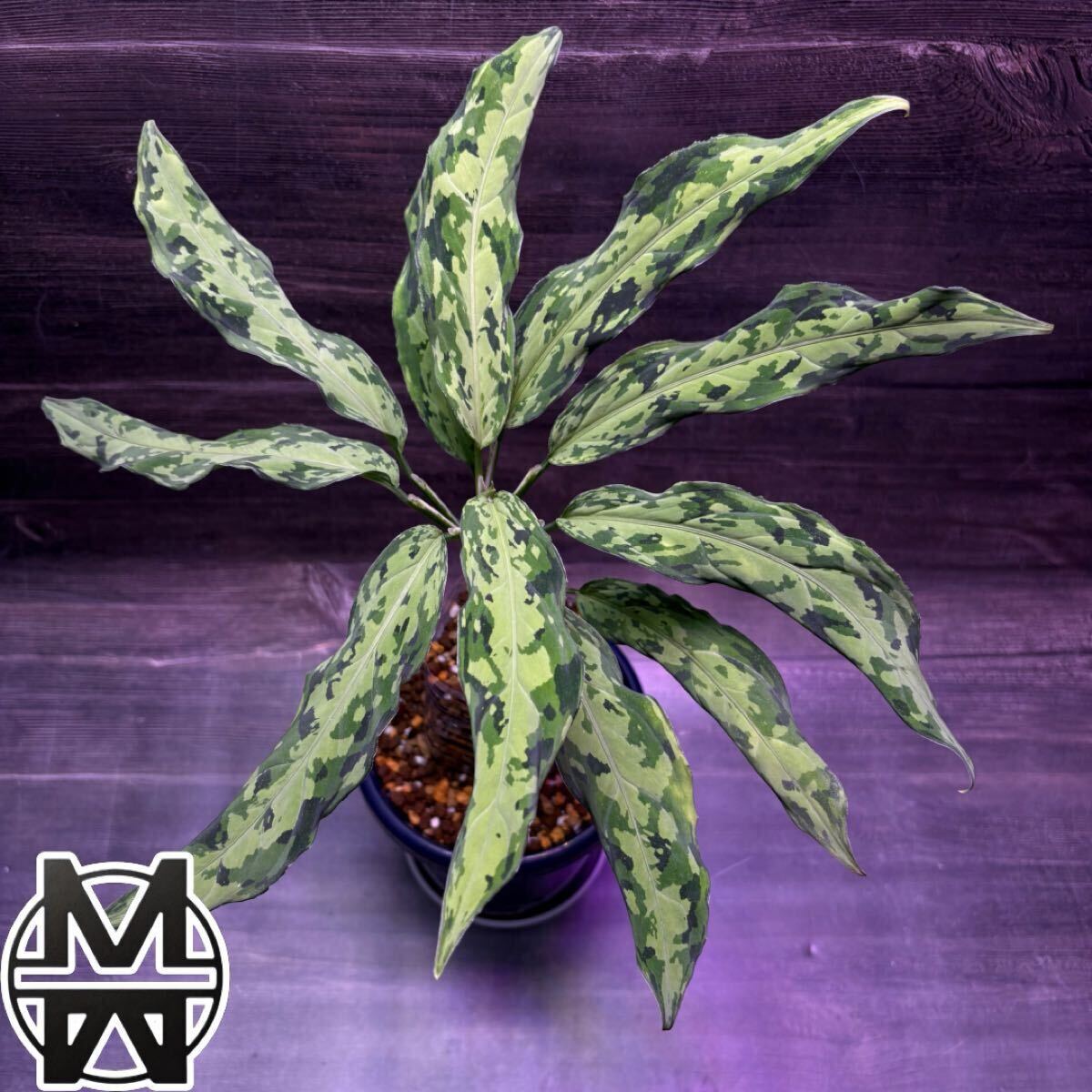 Yahoo!オークション -「?mb」(その他) (観葉植物)の落札相場