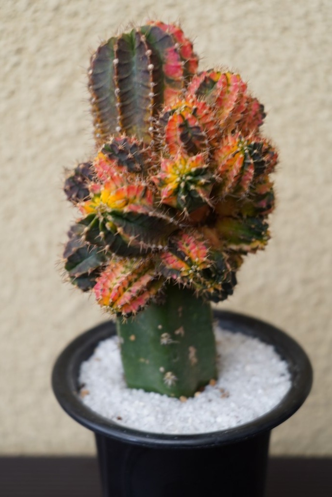 2025年最新】Yahoo!オークション -サボテン 牡丹(サボテン)の