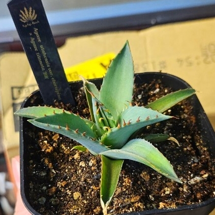 2025年最新】Yahoo!オークション -アガベ ユタエンシス