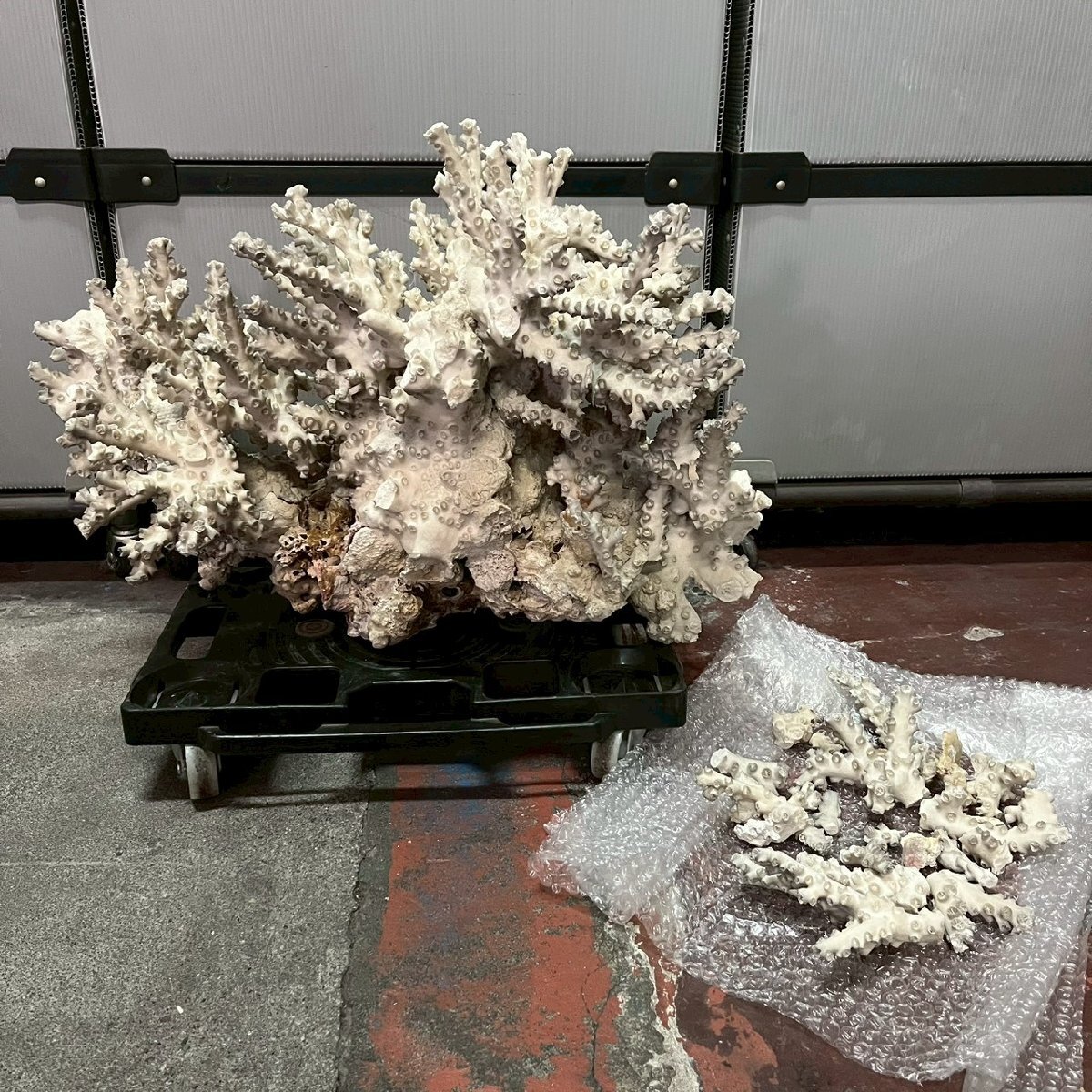 珊瑚　置物　大型　オブジェ　アンティーク 2025年最新】Yahoo!オークション -珊瑚 オブジェ(アンティーク