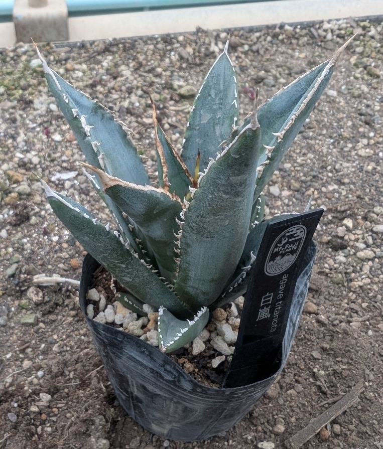 最終価格　Agave 白嵐　子株販売 Yahoo!オークション - 【AGAVE TITANOTA 白嵐】アガベ チタノタ 子株