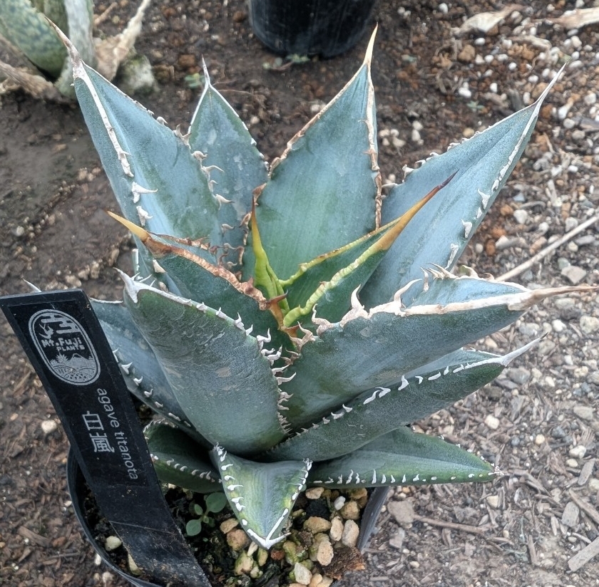 Yahoo!オークション -「アガベ 白嵐」の落札相場・落札価格