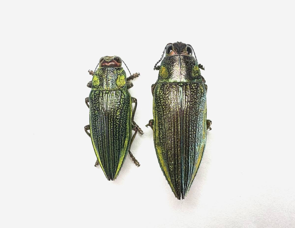 Yahoo!オークション -「玉虫 タマムシ」(その他) (虫類)の落札