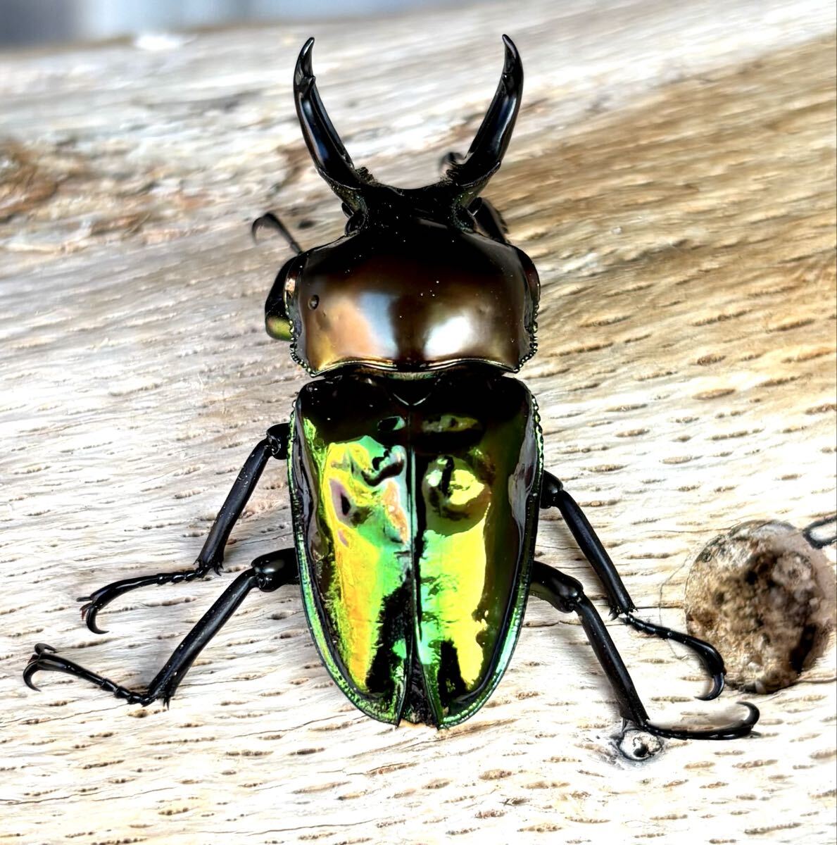 特殊系　ニジイロクワガタ♂2匹セット Yahoo!オークション -「ニジイロクワガタ」の落札相場・落札価格