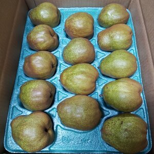 ラ・フランス 山形県産 贈答用 5kg 大玉 4L 14玉入り ラフランス らふらんす 洋梨 洋なし フルーツ 果物 山形 贈答品 ギフト 贈り物