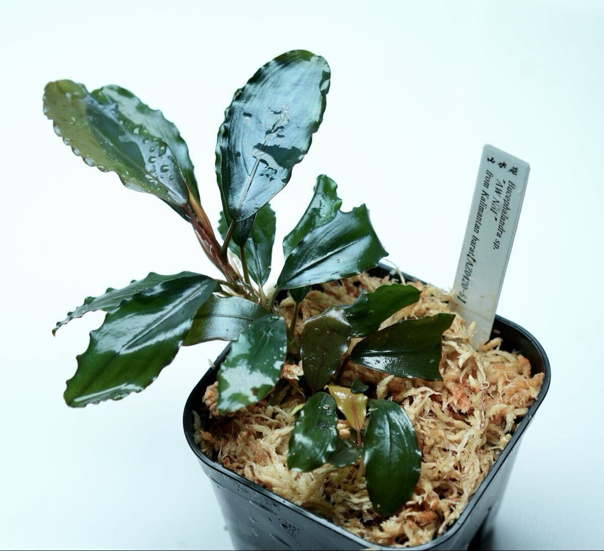 Yahoo!オークション -「ブセファランドラ タグ」の落札相場・落札価格