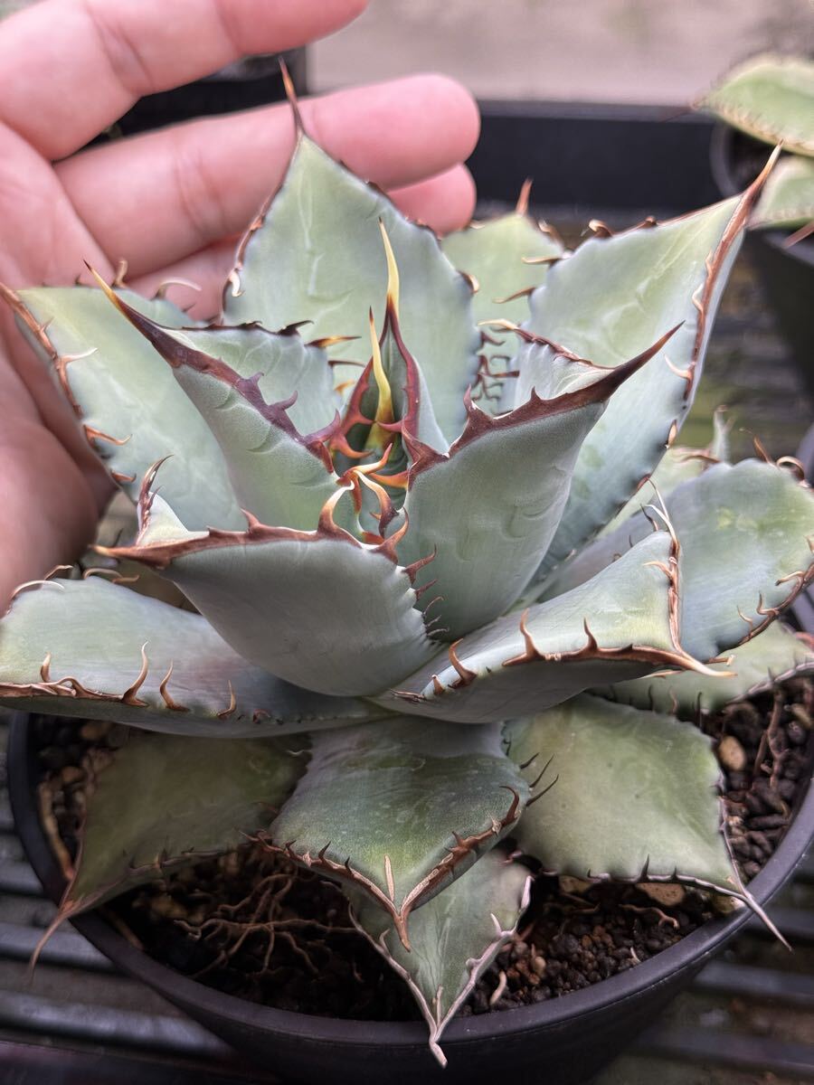 【選抜】アガベhyb パライシ中株 2025年最新】Yahoo!オークション -アガベ ハイブリッド(アガベ