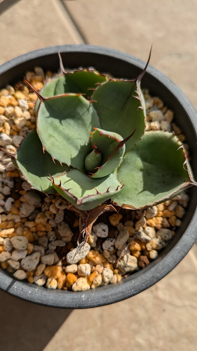 4*e様 週末のみセール 黄縞斑 パリー トランカータ オスプレイ 検) オリザ OZNIS FLAT04（オズニス・フラット04） | 老眼対策メガネと度付