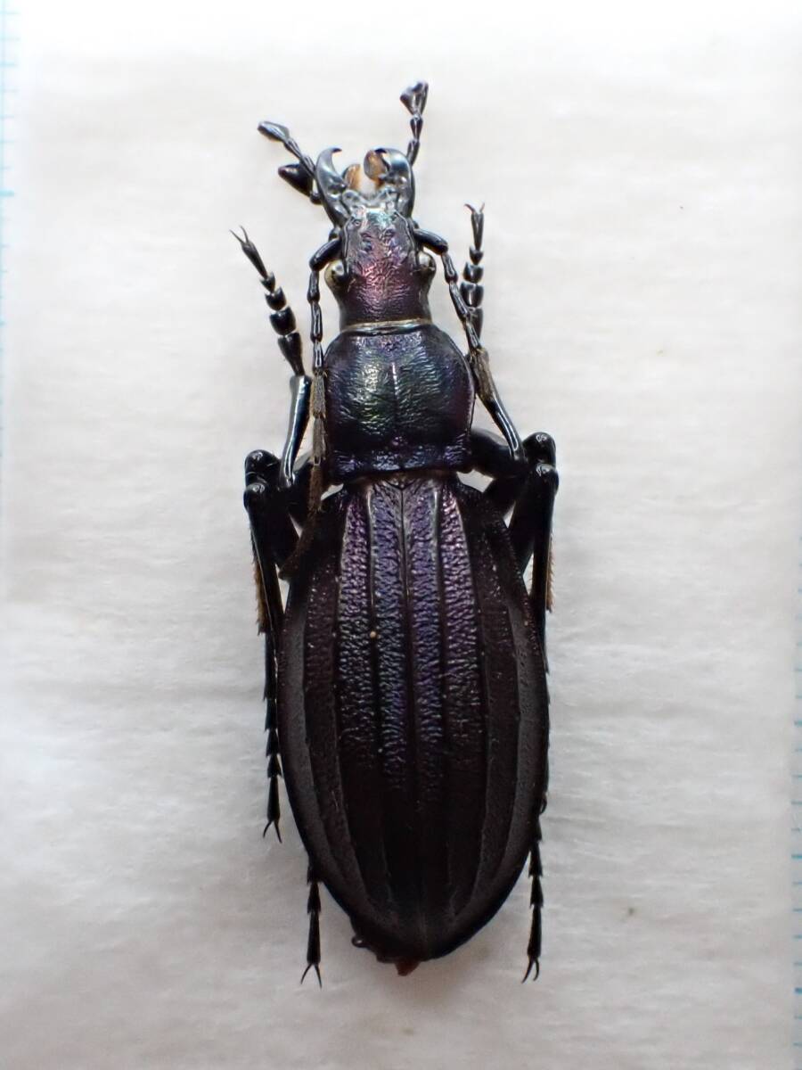 2025年最新】Yahoo!オークション -オサムシ標本の中古品・新品