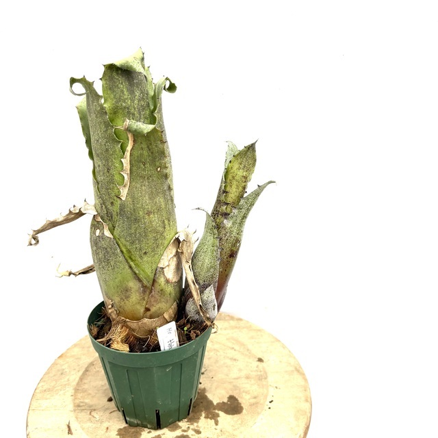 2025年最新】Yahoo!オークション -ホヘンベルギア(観葉植物)の