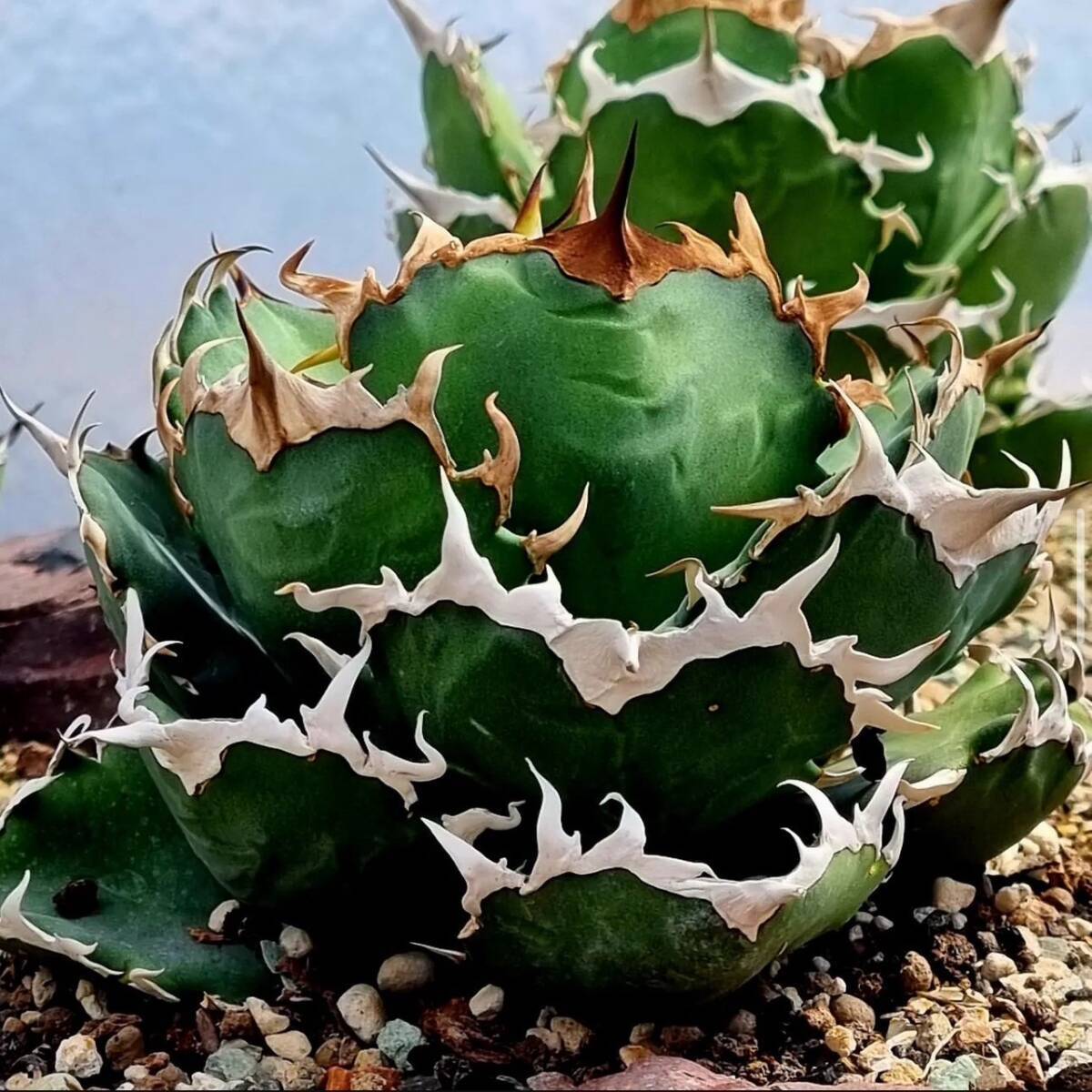 Yahoo!オークション -「イラン株」の落札相場・落札価格