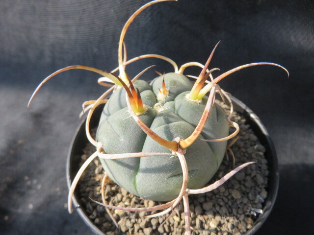 2025年最新】Yahoo!オークション -光琳玉の中古品・新品・未使用