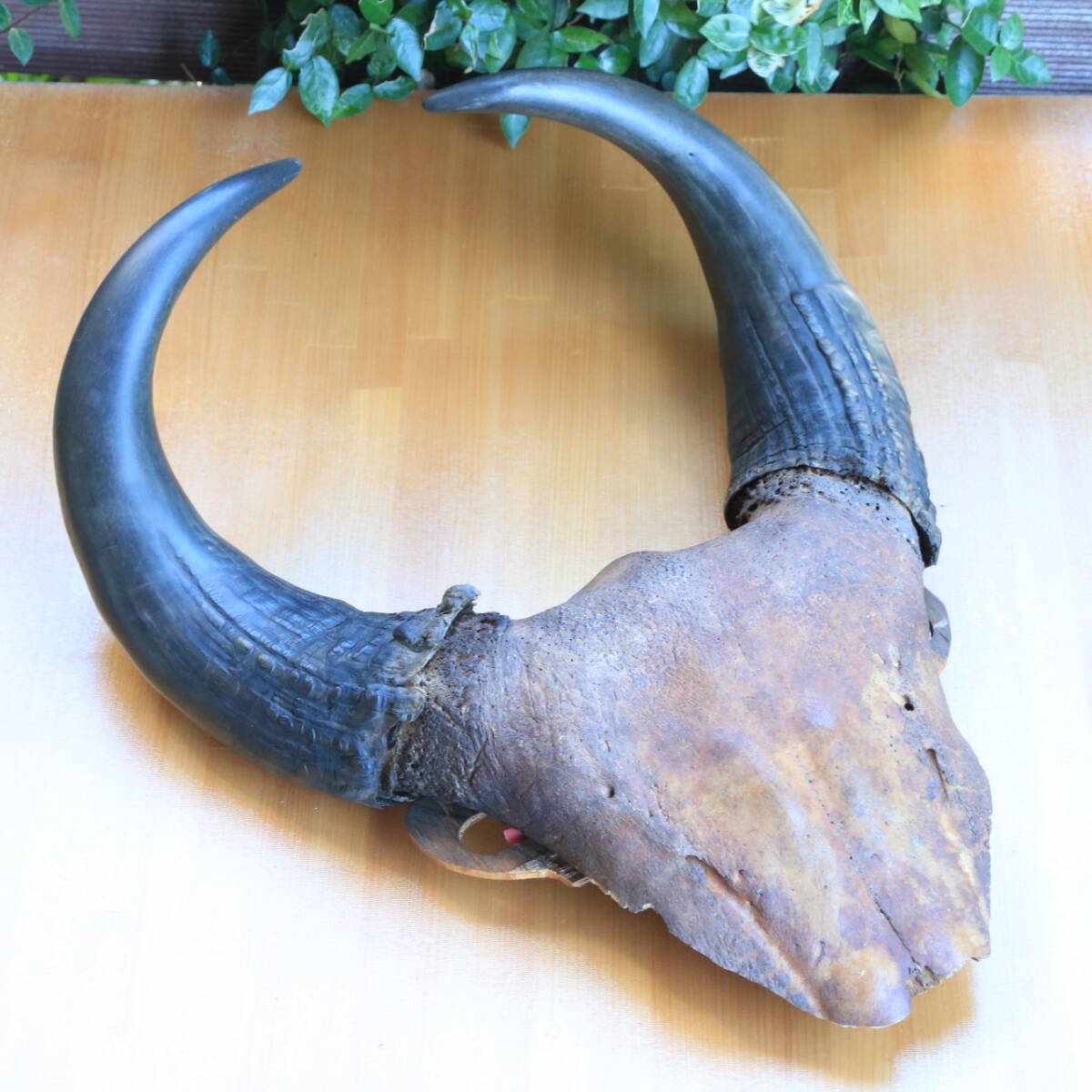 【希少品】敷物　未使用　水牛（バッファロー）　大型　本皮　カウラグ　一点もの 希少品】敷物 未使用 水牛（バッファロー） 大型 本皮 カウラグ