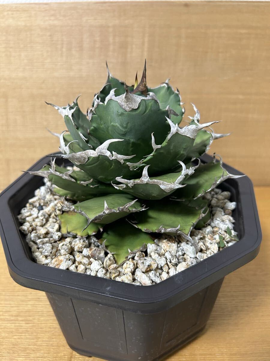 アガベ チタノタ オテロイ オアハカ 実生 子株 オアハカ オテロイ実生あれこれ オアハカ オテロイ実生株は特徴