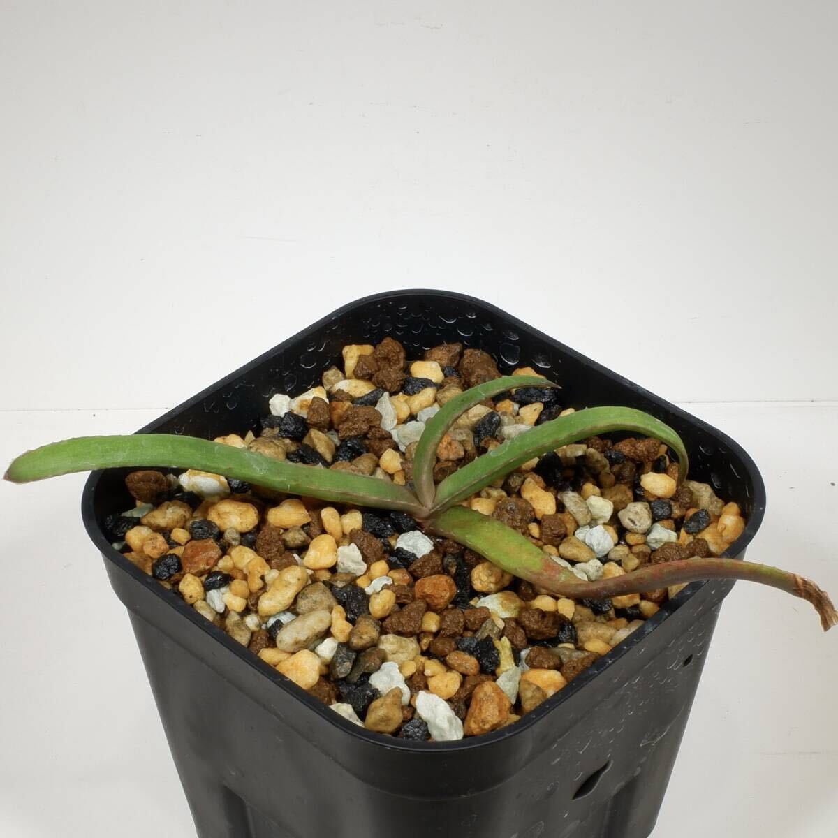 2025年最新】Yahoo!オークション -アロエ(観葉植物)の中古品