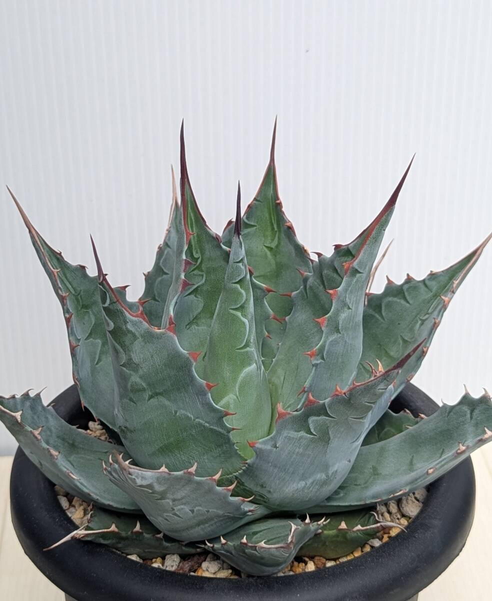 Yahoo!オークション -「アガベ モンタナ」の落札相場・落札価格