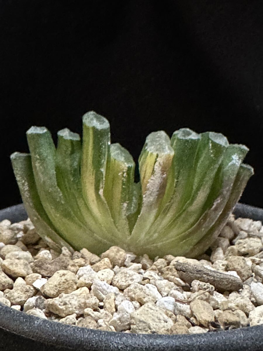 2025年最新】Yahoo!オークション -ハオルチア 万象の中古品