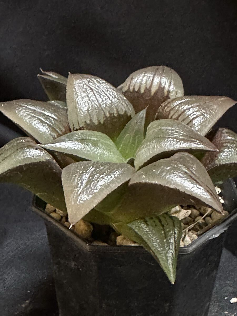 Yahoo!オークション -「ハオルチア万象錦」の落札相場・落札価格