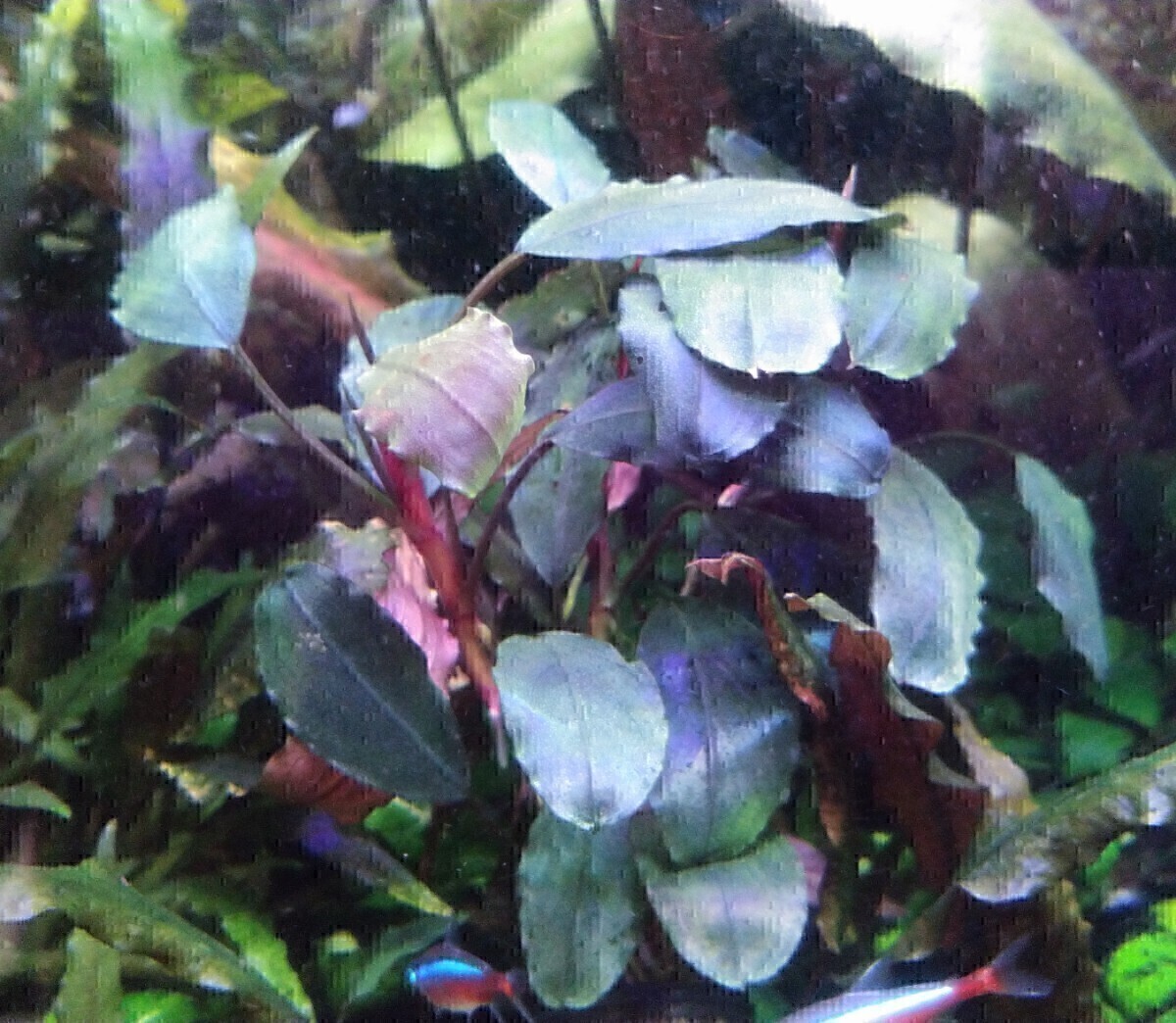 2025年最新】Yahoo!オークション -#ブセファランドラの中古品