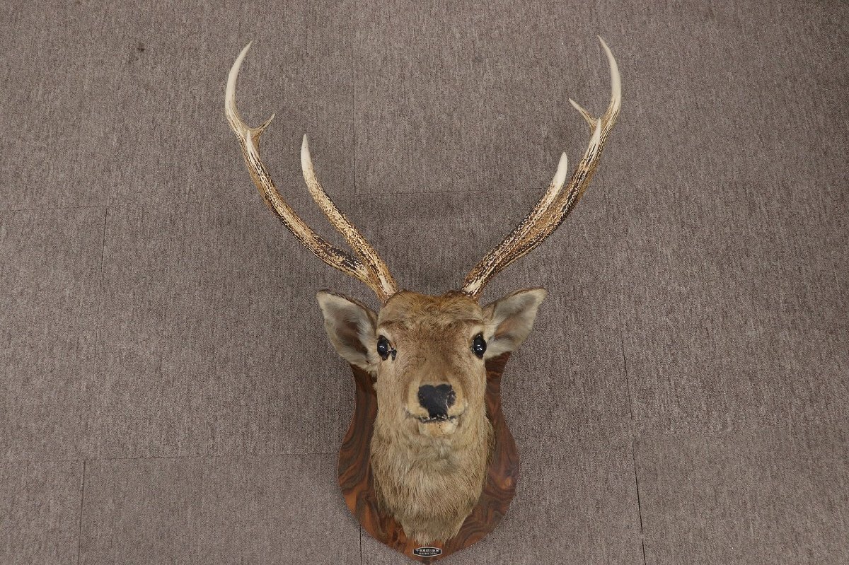 2025年最新】Yahoo!オークション -ハンティングトロフィー 鹿の