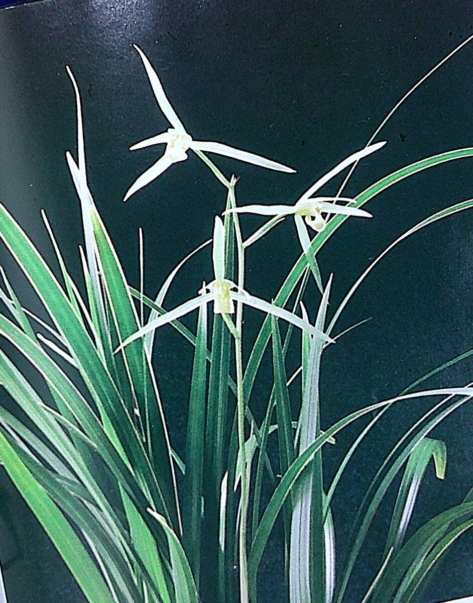 韓国春蘭★紫覆★ボヤ★紫花★6本 Yahoo!オークション - 春蘭・寒蘭・日本春蘭・中国春蘭・韓国