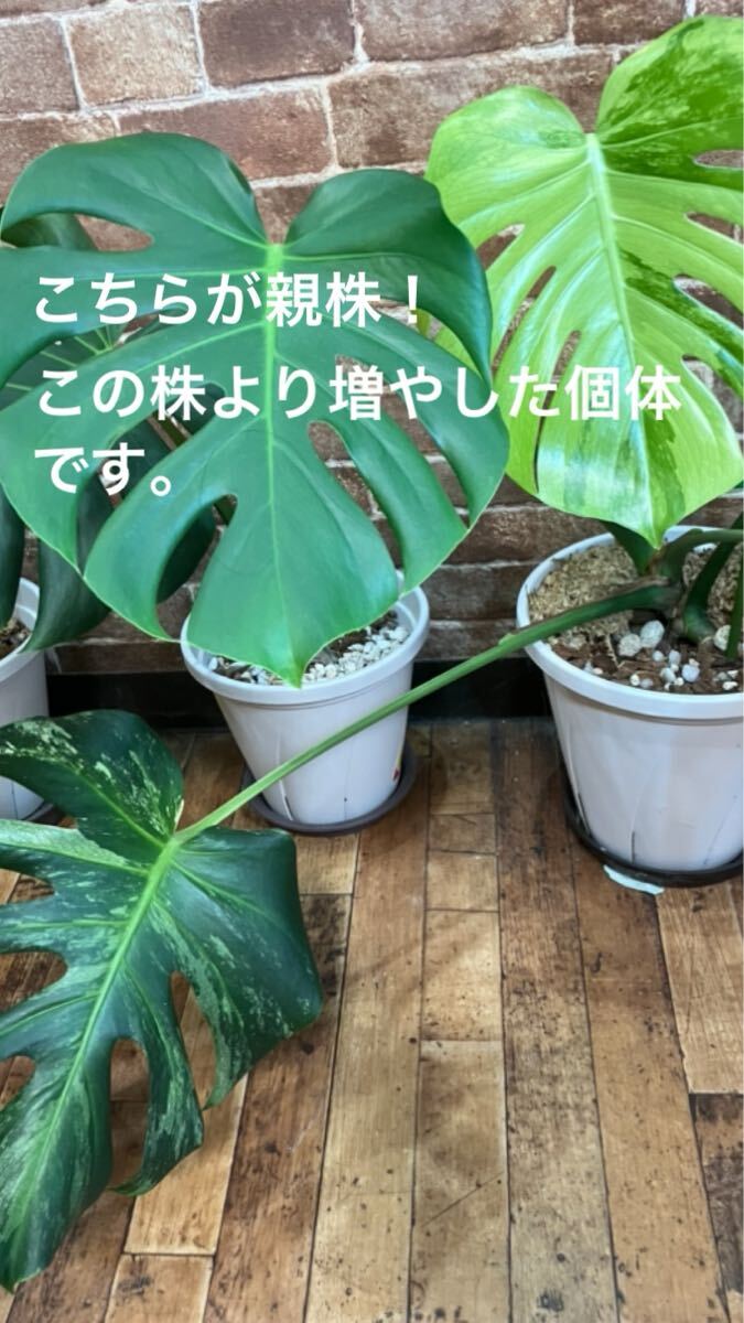 ☆*☆様 超絶希少❗️サイズ大❗️美株❗️モンステラ　フルミント✨ Yahoo!オークション -「モンステラ ミント」の落札相場・落札価格