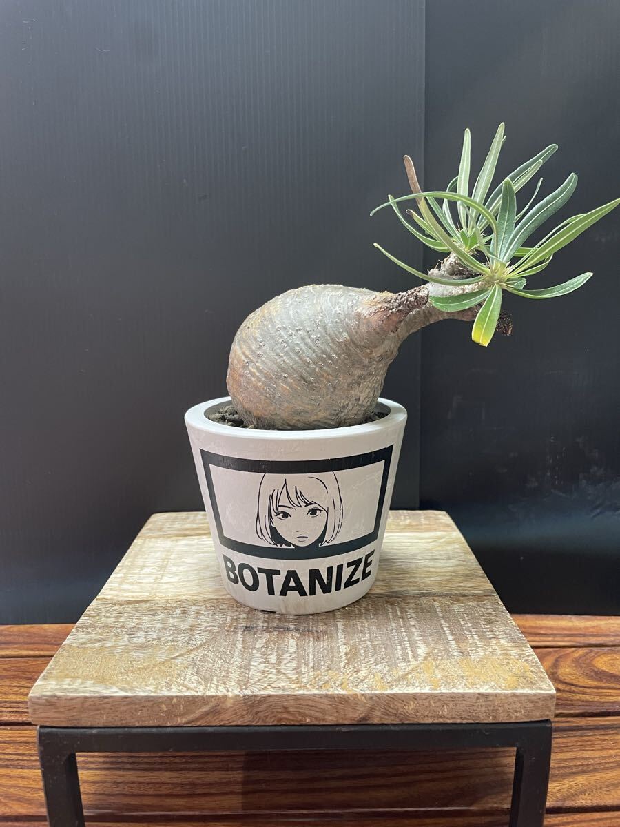 2025年最新】Yahoo!オークション -#グラキリスの中古品・新品