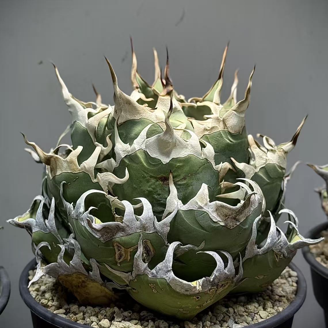 2025年最新】アガベ チタノタ(Agave titanota)の魅力的な商品