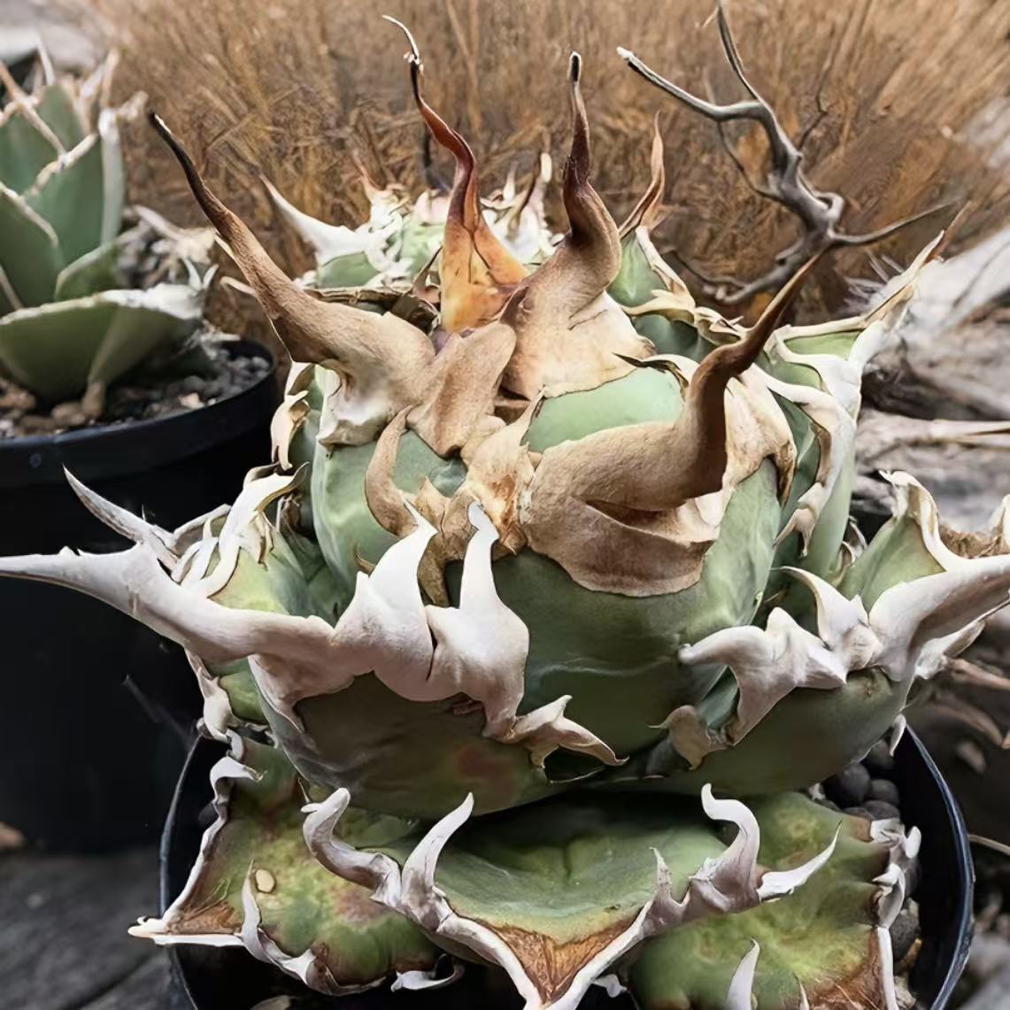 強棘ちょいブツ　チタノタ　中株　子株２個付き 強棘ちょいブツ チタノタ 中株 子株2個付き 強棘ちょい