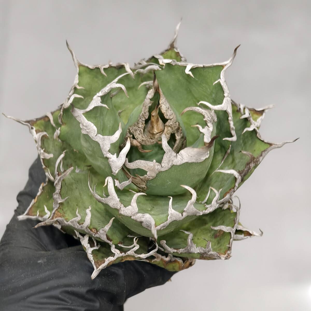 Yahoo!オークション -「アガベ 白嵐」の落札相場・落札価格