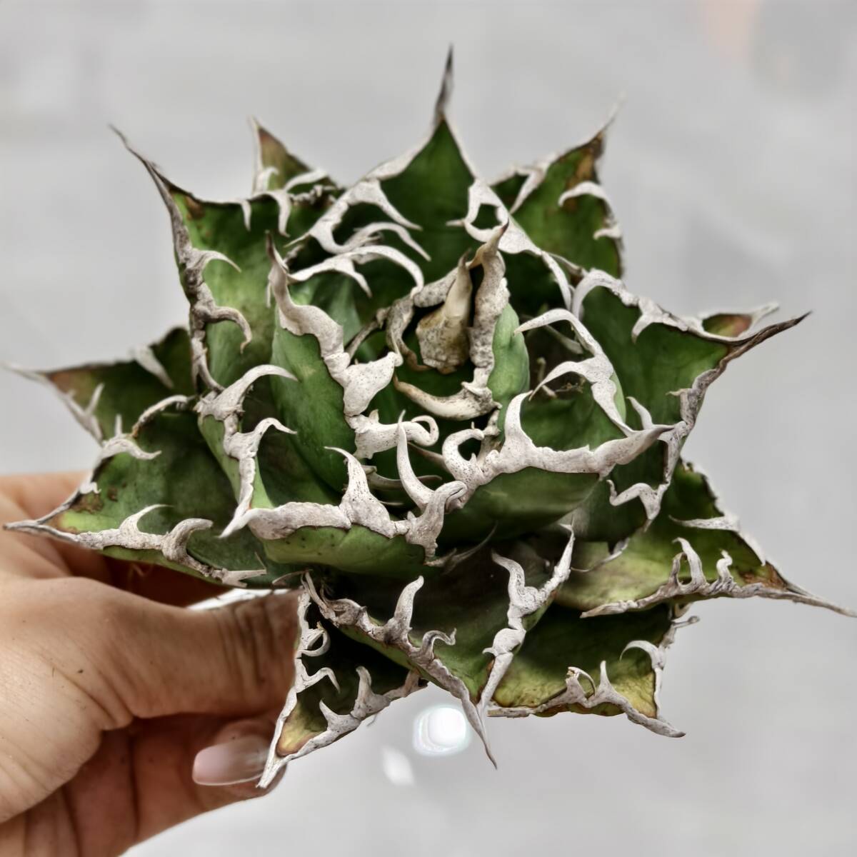 2025年最新】Yahoo!オークション -アガベ チタノタ(花、園芸)の