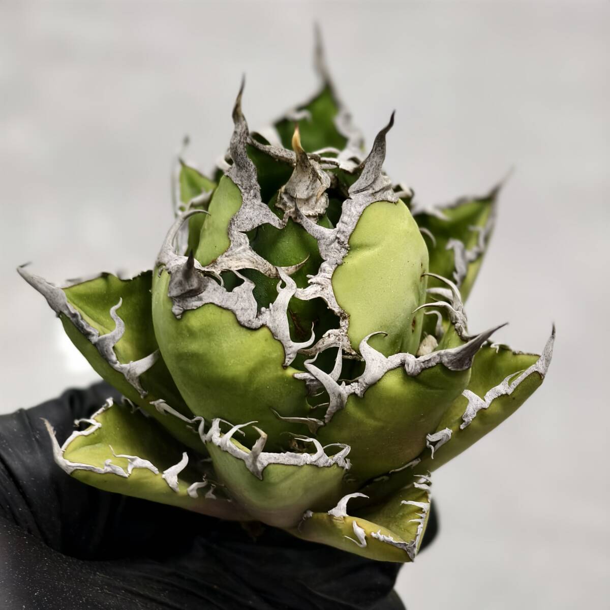 Yahoo!オークション -「アガベ 緑犀」の落札相場・落札価格