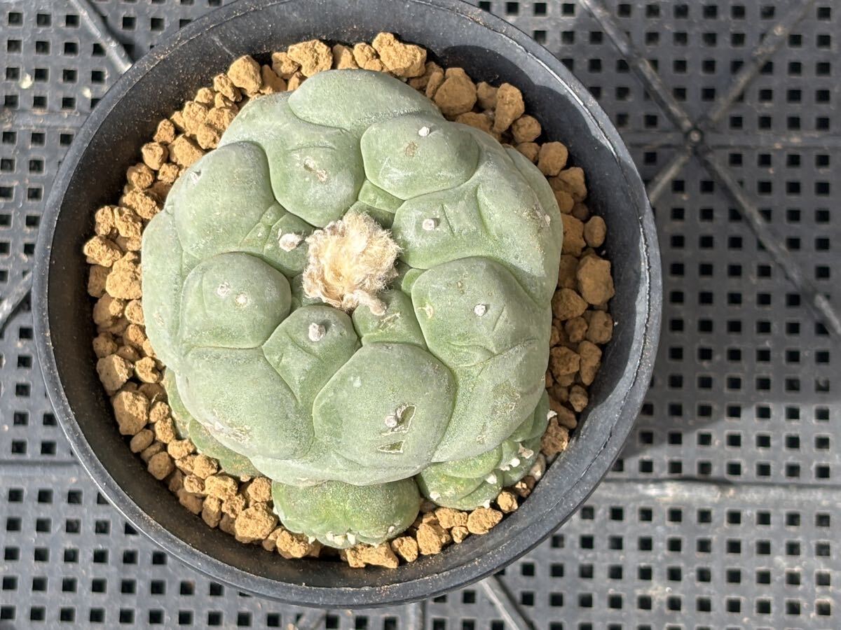 Yahoo!オークション -「谷田貝疣銀冠玉」(花、園芸) の落札相場