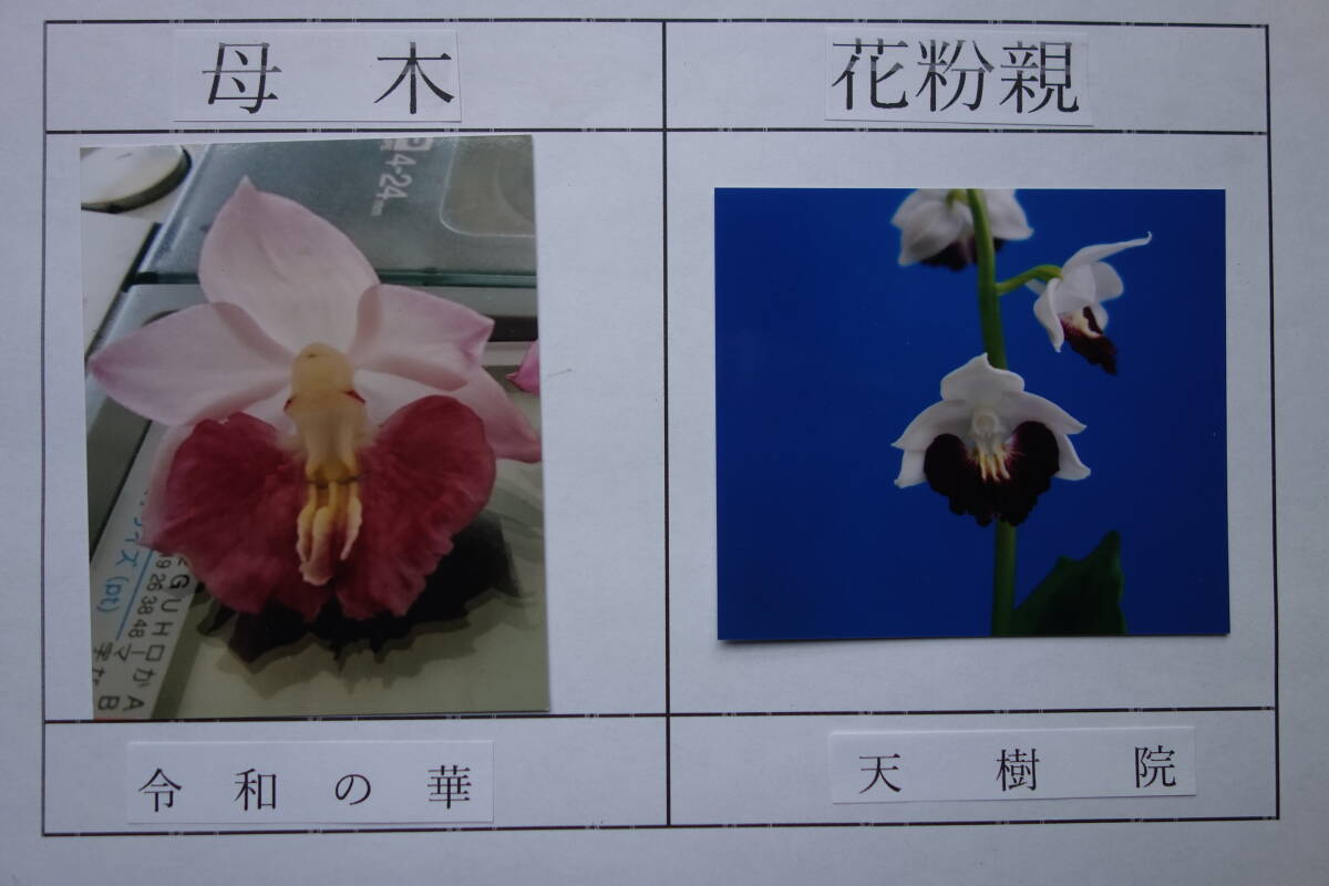 Yahoo!オークション -「エビネ蘭」(花、園芸) の落札相場・落札価格