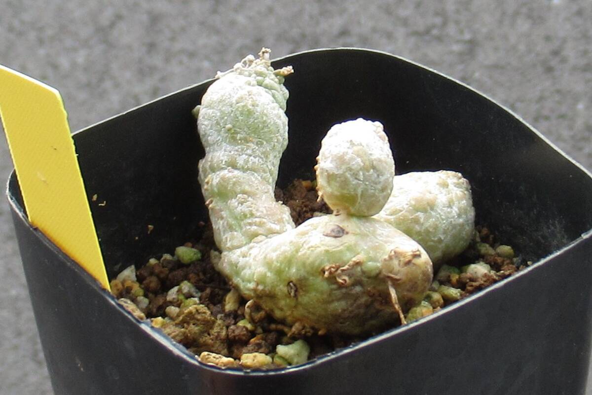 B-58 珍品 プセウドリトス マッコイ 抜き苗発送 B-58 珍品 プセウドリトス マッコイ 抜き苗発送