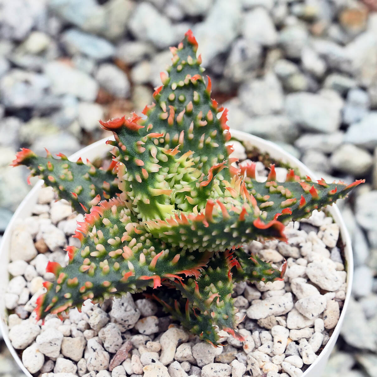 2025年最新】Yahoo!オークション -アロエ ハイブリッド(花、園芸