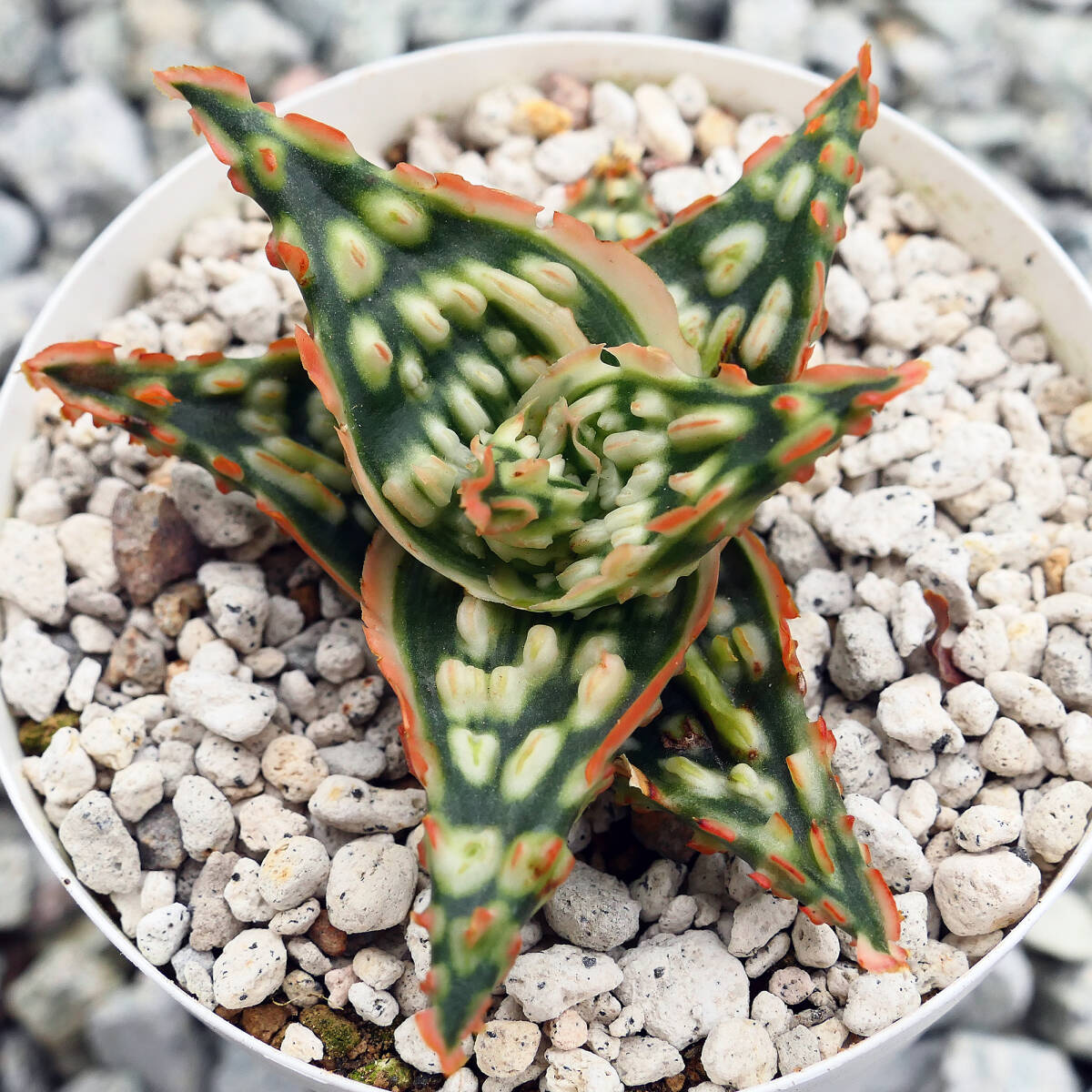 アロエハイブリッド子株 アロエ ハイブリッド 子株 アロエ ハイブリッド aloe hybrid 49子株