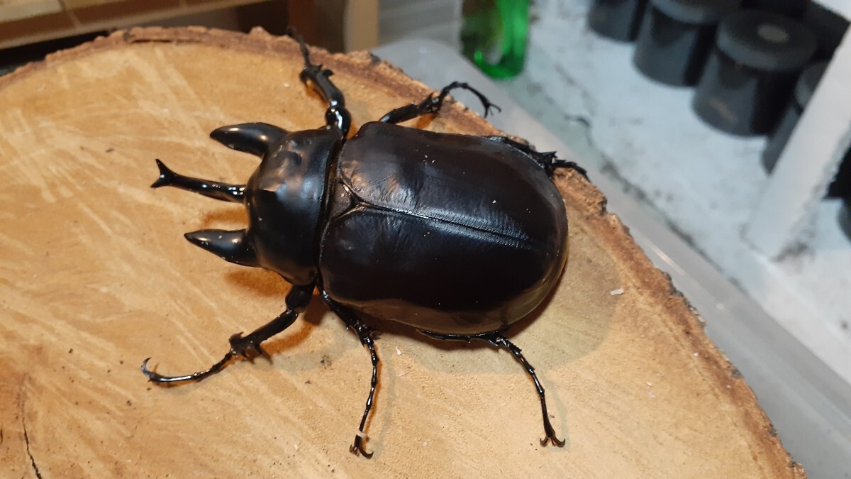 Yahoo!オークション -「アクティオンゾウカブト」(外国産) (成虫