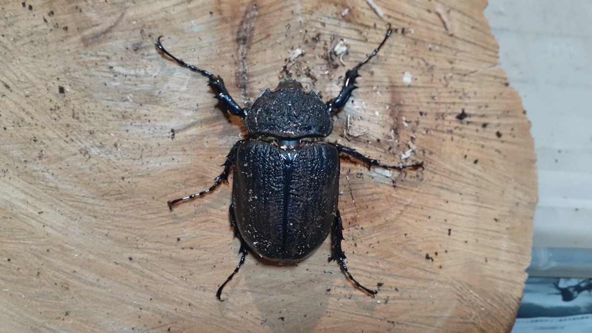 アクティオンゾウカブト 即ブリ可】アクティオンゾウカブト レックスゾウカブト オス