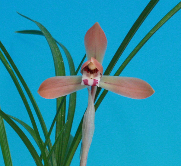 Yahoo!オークション -「富貴蘭 赤花」の落札相場・落札価格