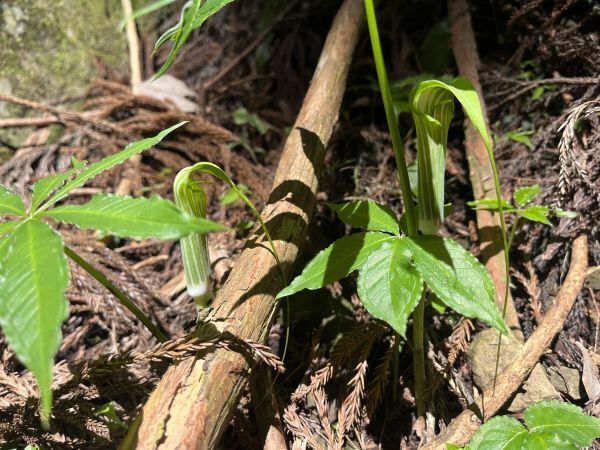 ナッシー出品❗マムシグサ苗他12苗お届けいたします。 ナッシー出品❗マムシグサ苗他12苗お届けいたします。 Yahoo